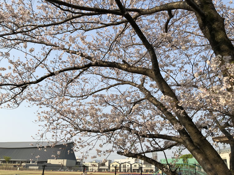 日本平桜マラソン大会 です 診察室で思うこと 走っていて感じること